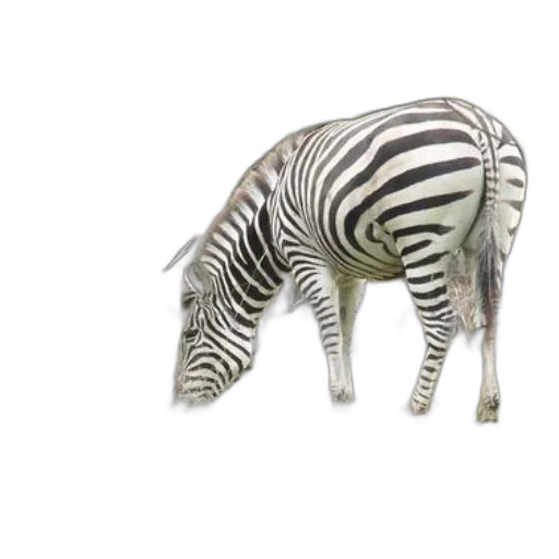 animal, creature, furniture, jewelry transparent PNG cut-out