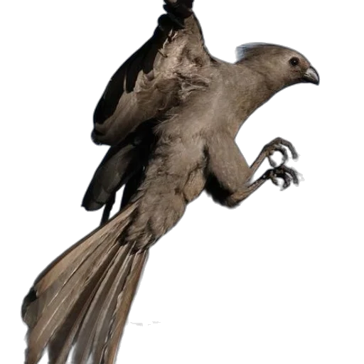 animal, creature, staff, dragon transparent PNG cut-out