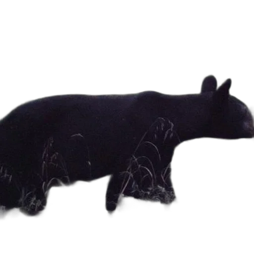 animal, creature, dragon, 3d render transparent PNG cut-out