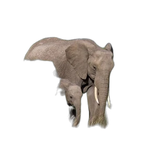 animal, creature, staff, weapon transparent PNG cut-out