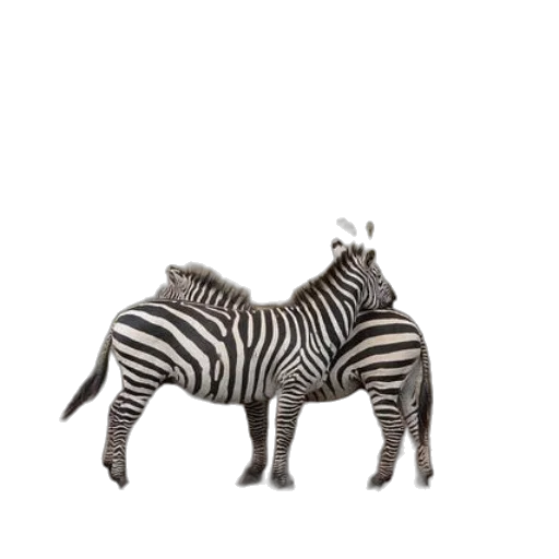 animal, creature, furniture, jewelry transparent PNG cut-out