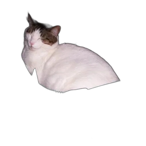 hat, animal, creature, crown transparent PNG cut-out