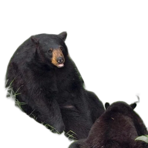 animal, creature, staff, food transparent PNG cut-out