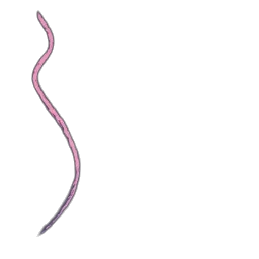 hair, staff, weapon, sword transparent PNG cut-out