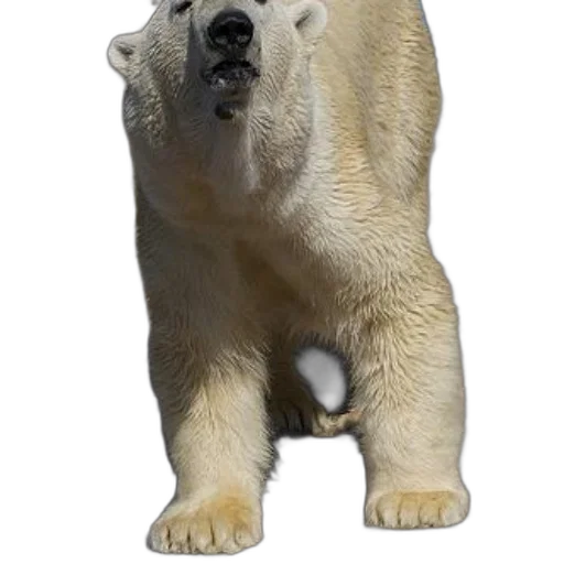 animal, creature, staff, face transparent PNG cut-out