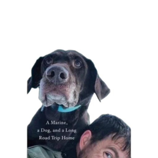animal, jacket, creature, dog transparent PNG cut-out