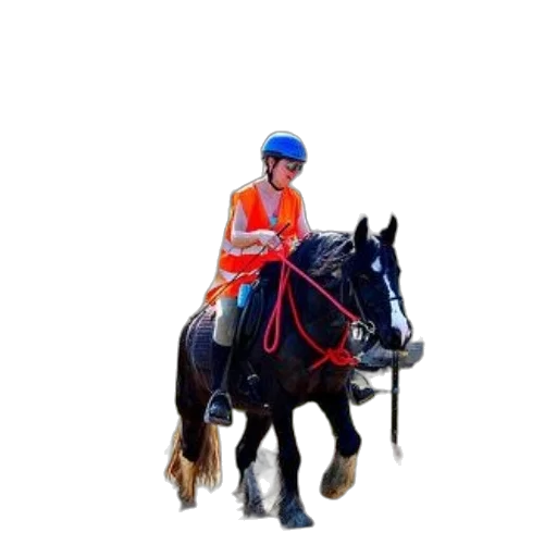animal, staff, hat, photorealistic transparent PNG cut-out