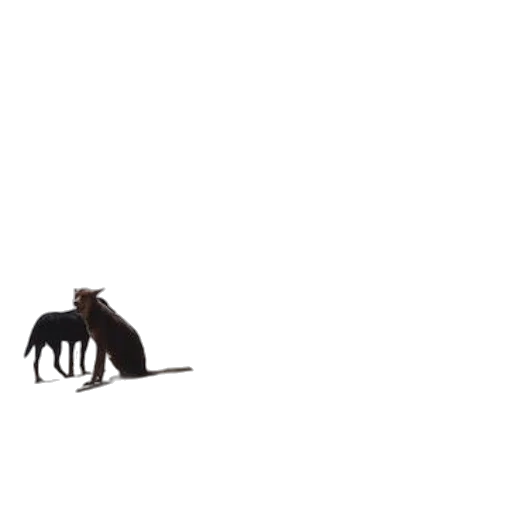 animal, hair, creature, dragon transparent PNG cut-out