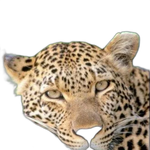 animal, creature, face, staff transparent PNG cut-out
