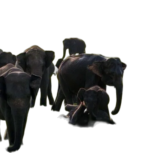 animal, staff, 3d render, concept art transparent PNG cut-out