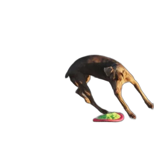 food, animal, creature, shoes transparent PNG cut-out