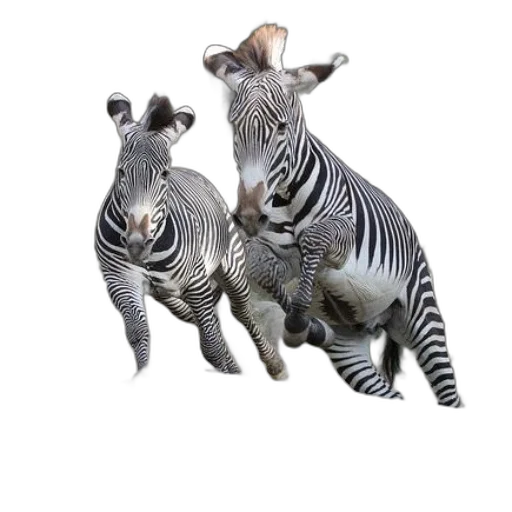 animal, creature, jewelry, photorealistic transparent PNG cut-out