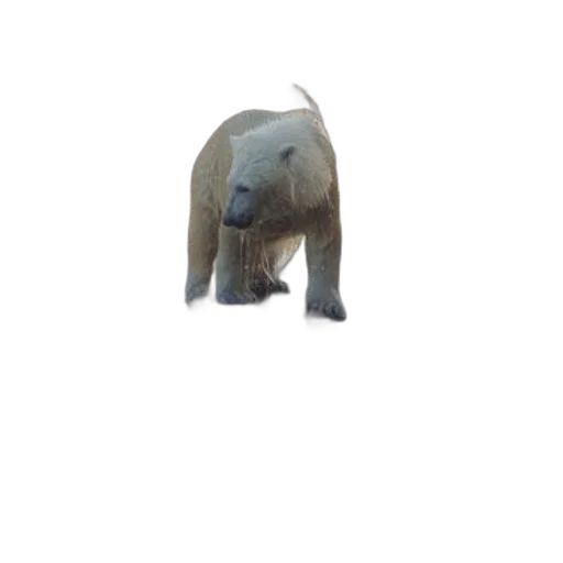 animal, creature, face, staff transparent PNG cut-out