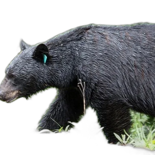 animal, creature, staff, mask transparent PNG cut-out