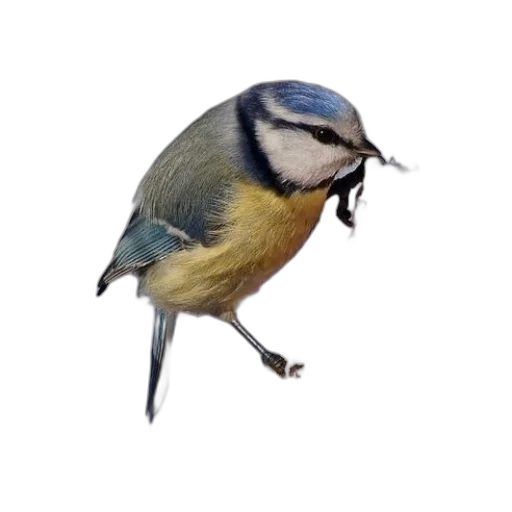 animal, creature, food, staff transparent PNG cut-out