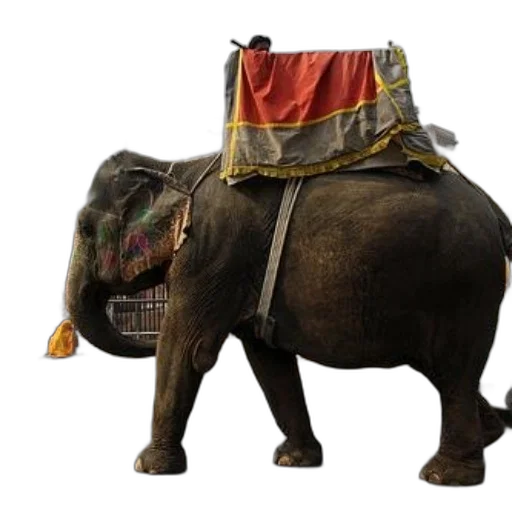 animal, staff, hat, concept art transparent PNG cut-out