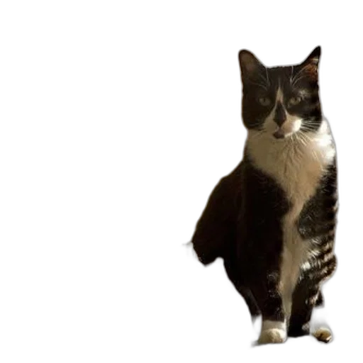 animal, staff, creature, jacket transparent PNG cut-out
