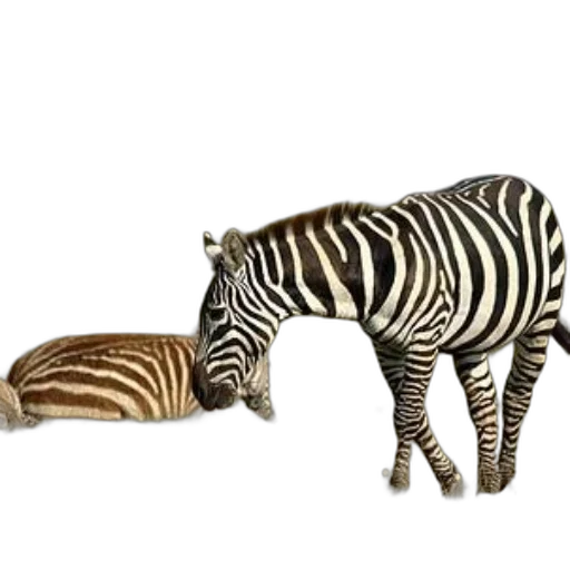 animal, creature, jewelry, furniture transparent PNG cut-out