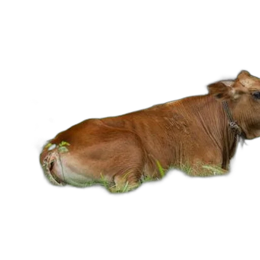 animal, creature, food, hair transparent PNG cut-out