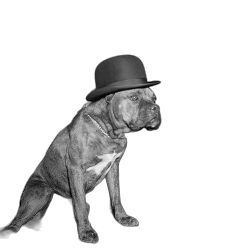 hat, animal, staff, creature transparent PNG cut-out