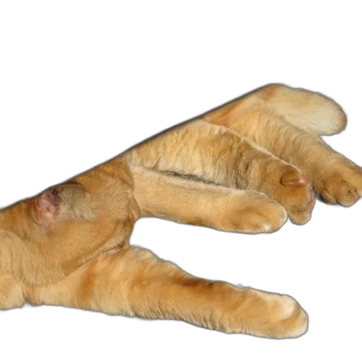 shoes, animal, staff, creature transparent PNG cut-out