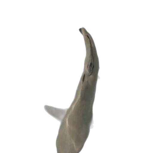 staff, animal, creature, weapon transparent PNG cut-out