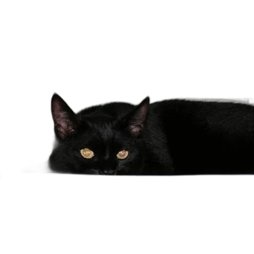 animal, creature, staff, face transparent PNG cut-out