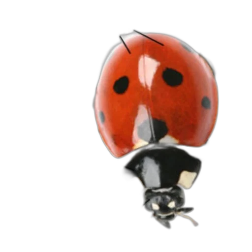 mask, hat, jewelry, robot transparent PNG cut-out