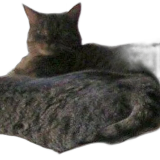 animal, creature, jacket, furniture transparent PNG cut-out