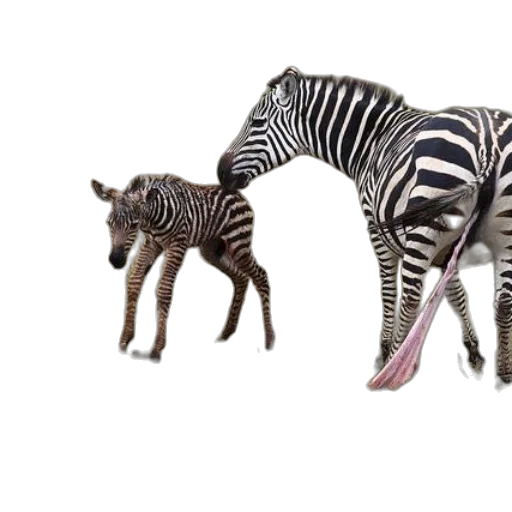 animal, creature, 3d render, concept art transparent PNG cut-out