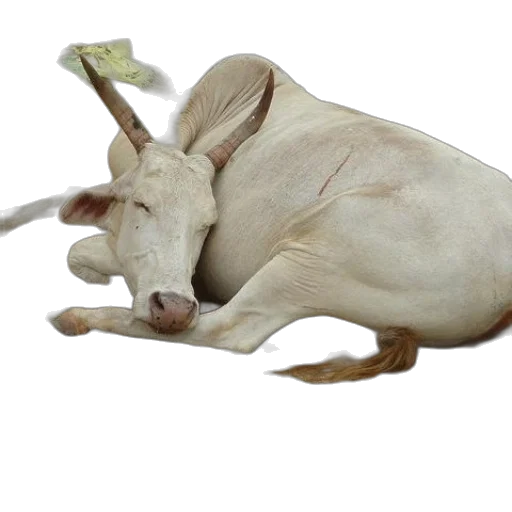 animal, food, staff, mask transparent PNG cut-out