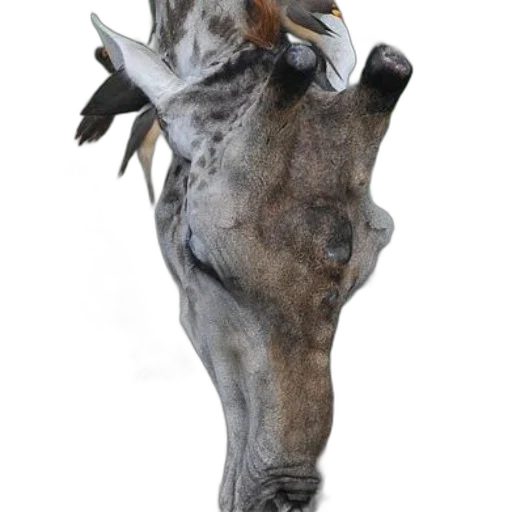 animal, mask, dragon, creature transparent PNG cut-out