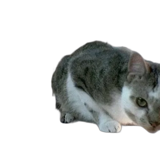 animal, creature, staff, weapon transparent PNG cut-out