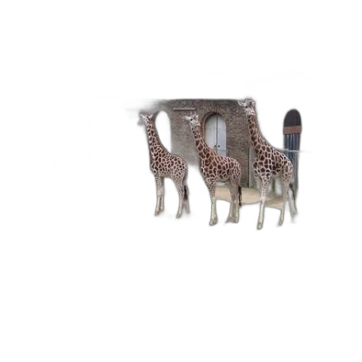 animal, furniture, creature, car transparent PNG cut-out