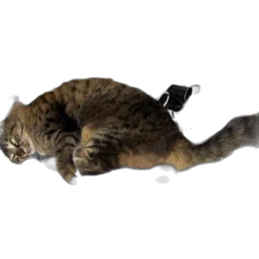 staff, animal, weapon, robot transparent PNG cut-out