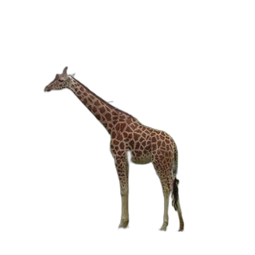animal, creature, staff, weapon transparent PNG cut-out