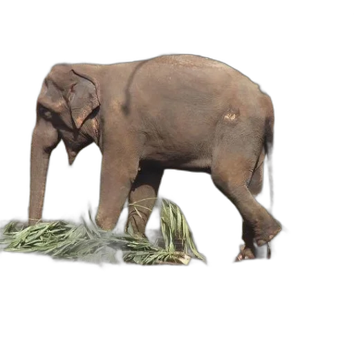 animal, creature, food, staff transparent PNG cut-out