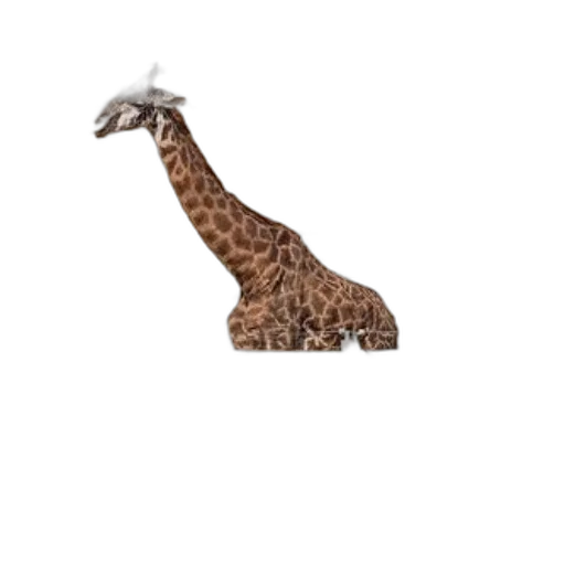 animal, creature, hat, staff transparent PNG cut-out