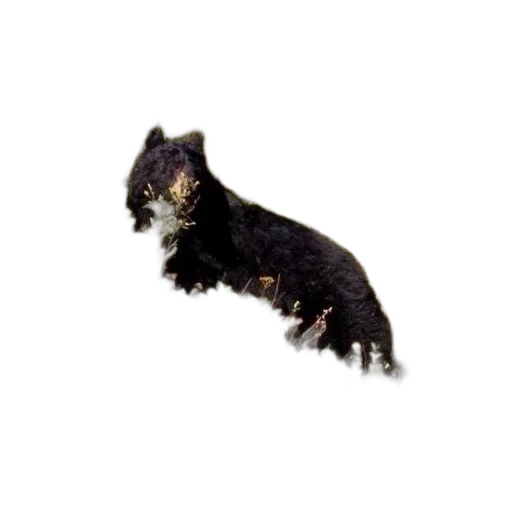 animal, creature, dragon, hair transparent PNG cut-out