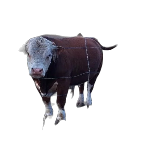 animal, creature, face, food transparent PNG cut-out