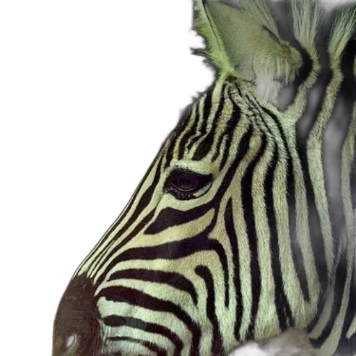 animal, creature, face, mask transparent PNG cut-out