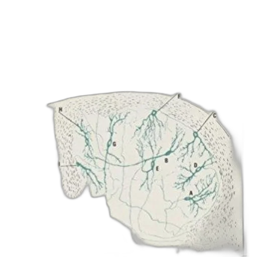 crown, hair, mask, face transparent PNG cut-out