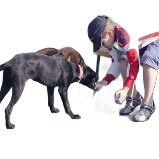 animal, shoes, hat, 3d render transparent PNG cut-out