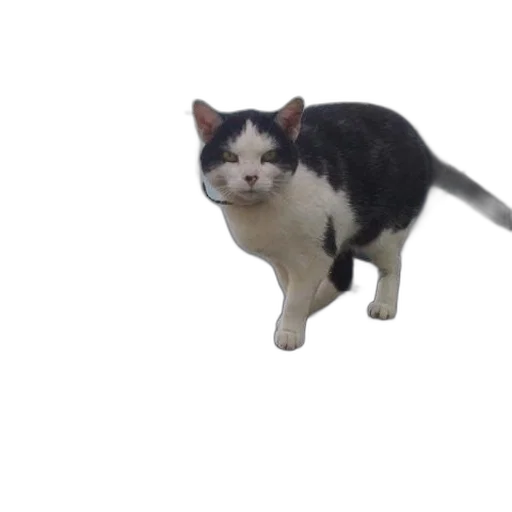 animal, creature, robot, staff transparent PNG cut-out