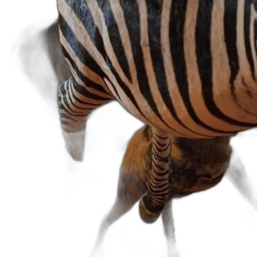 animal, creature, hat, hair transparent PNG cut-out