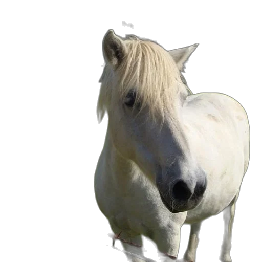 animal, creature, dragon, hair transparent PNG cut-out