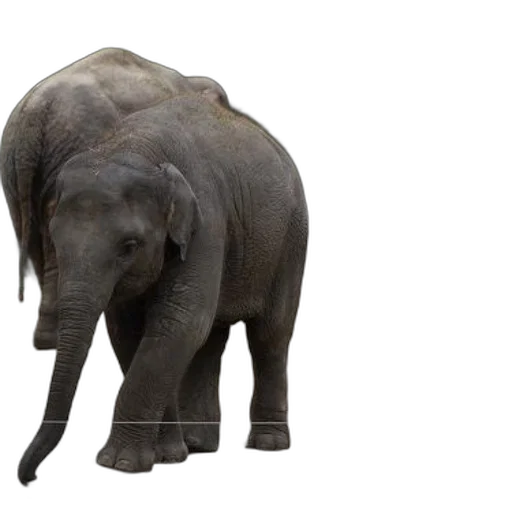 animal, creature, staff, weapon transparent PNG cut-out