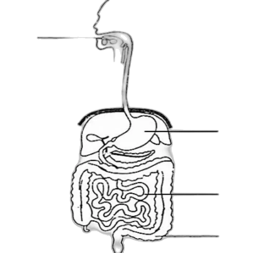 food, jewelry, staff, hair transparent PNG cut-out