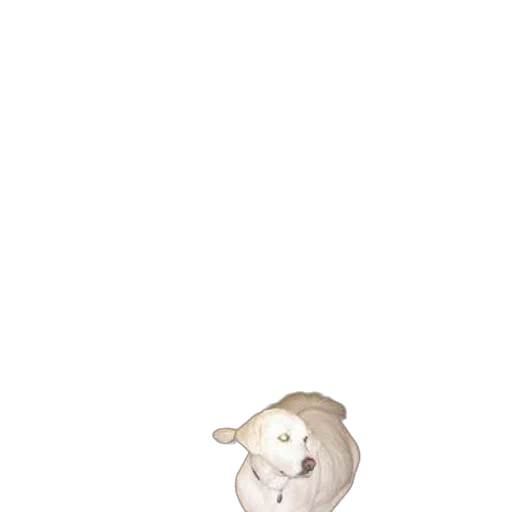 animal, creature, hat, staff transparent PNG cut-out