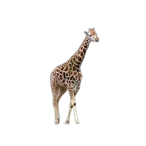 animal, creature, shoes, staff transparent PNG cut-out